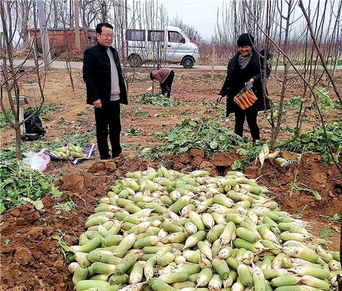 河南魯山 駐村工作隊員變身“銷售員”，群眾農副產品銷路不愁
